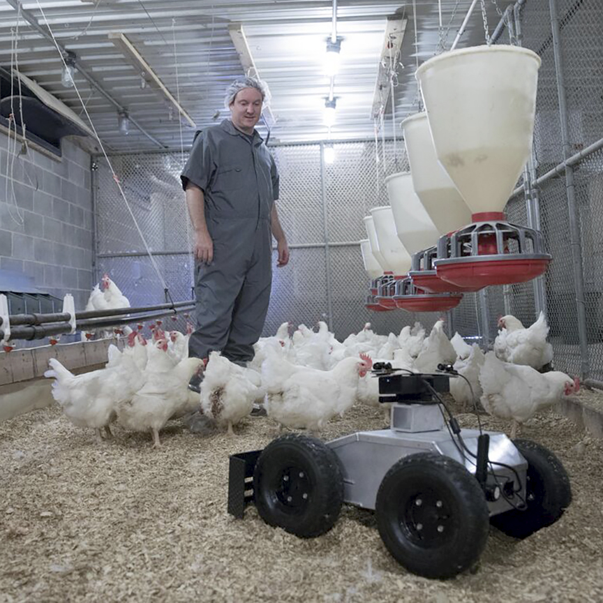 A fully autonomous ground robot for performing broiler and broiler-breeder rearing and management tasks in growout houses.