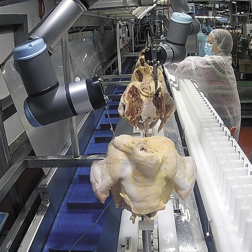An automated robotic cutting system for performing bird shoulder cuts on a moving poultry deboning cone line.